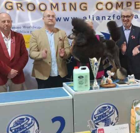 ppalResultados Campeonato peluquería canina Marepopito